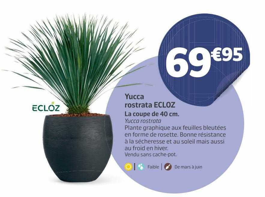 yucca rostrata ecloz