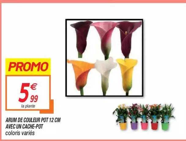 arum de couleur pot 12 cm avec un cache-pot