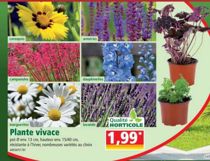 plante vivace marguerites