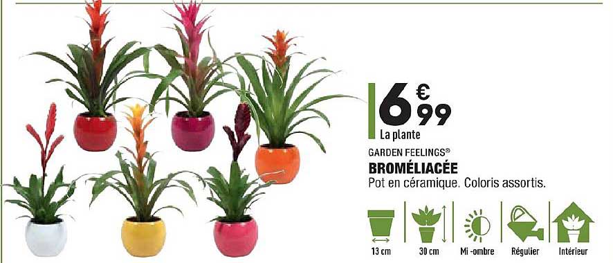 broméliacée garden feelings