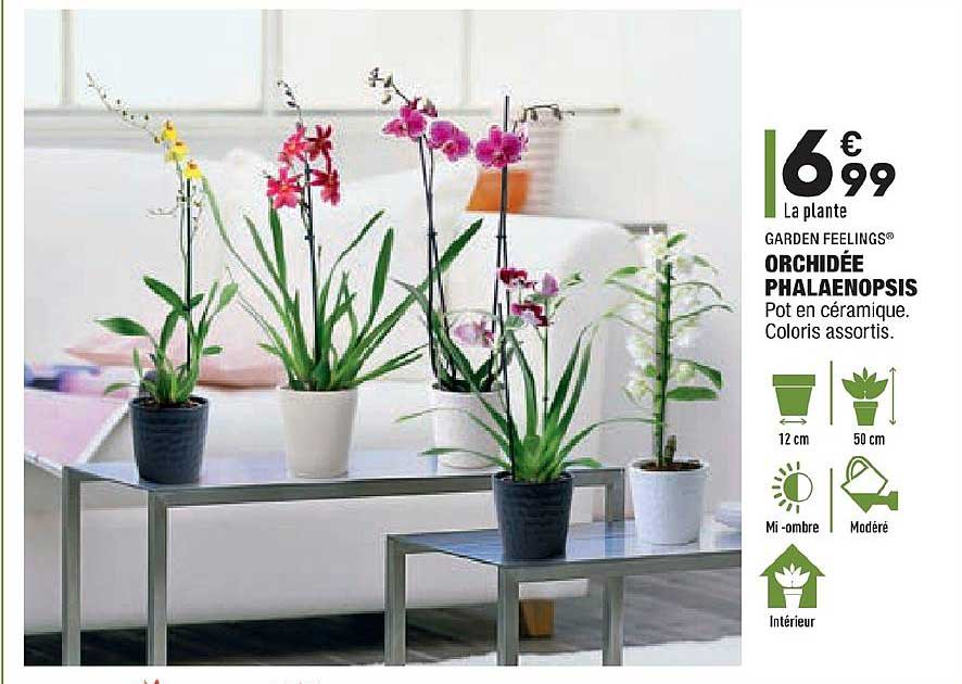 Orchidée Phalaenopsis Garden Feelings