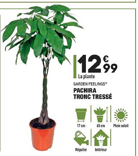 pachira tronc tressé garden feelings