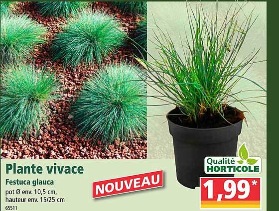 plante vivace festuca glauca qualité horticole