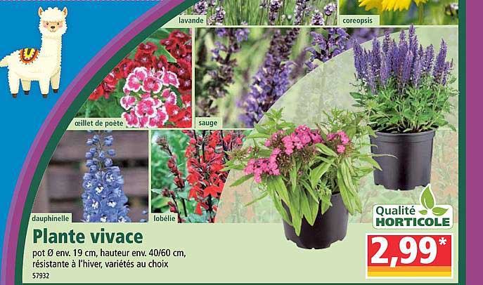 plante vivace qualité horticole