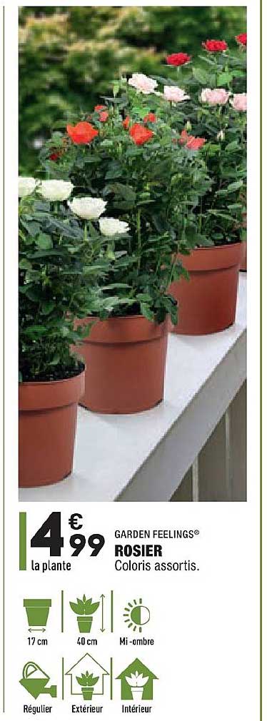 rosier garden feelings