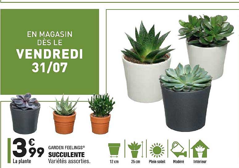 succulente garden feelings