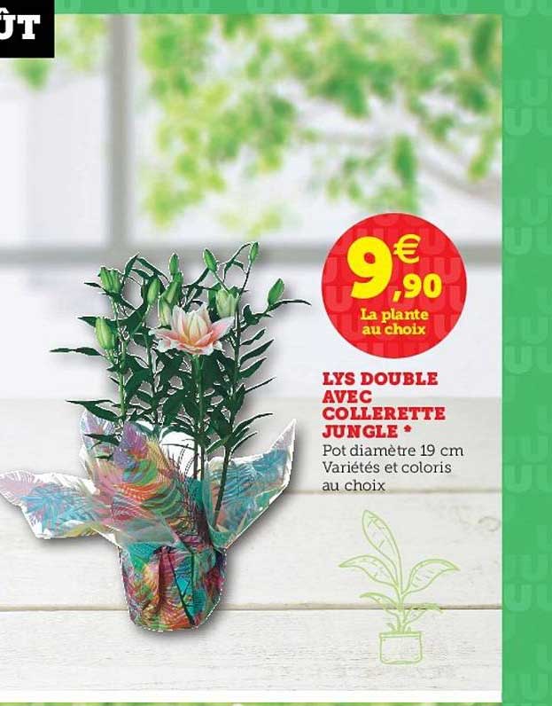 lys double avec collerette jungle
