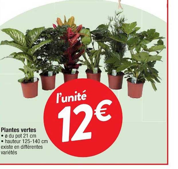 Plantes Vertes