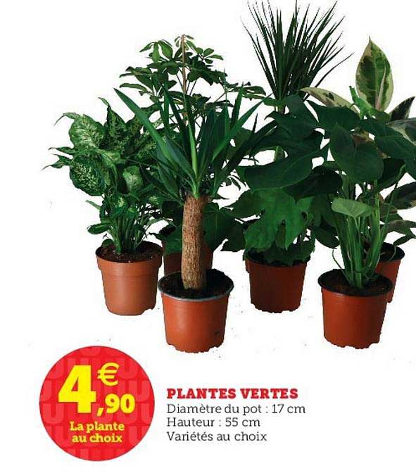 Plantes Vertes