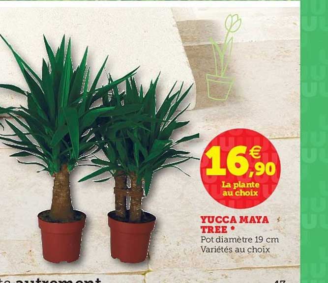 yucca maya tree