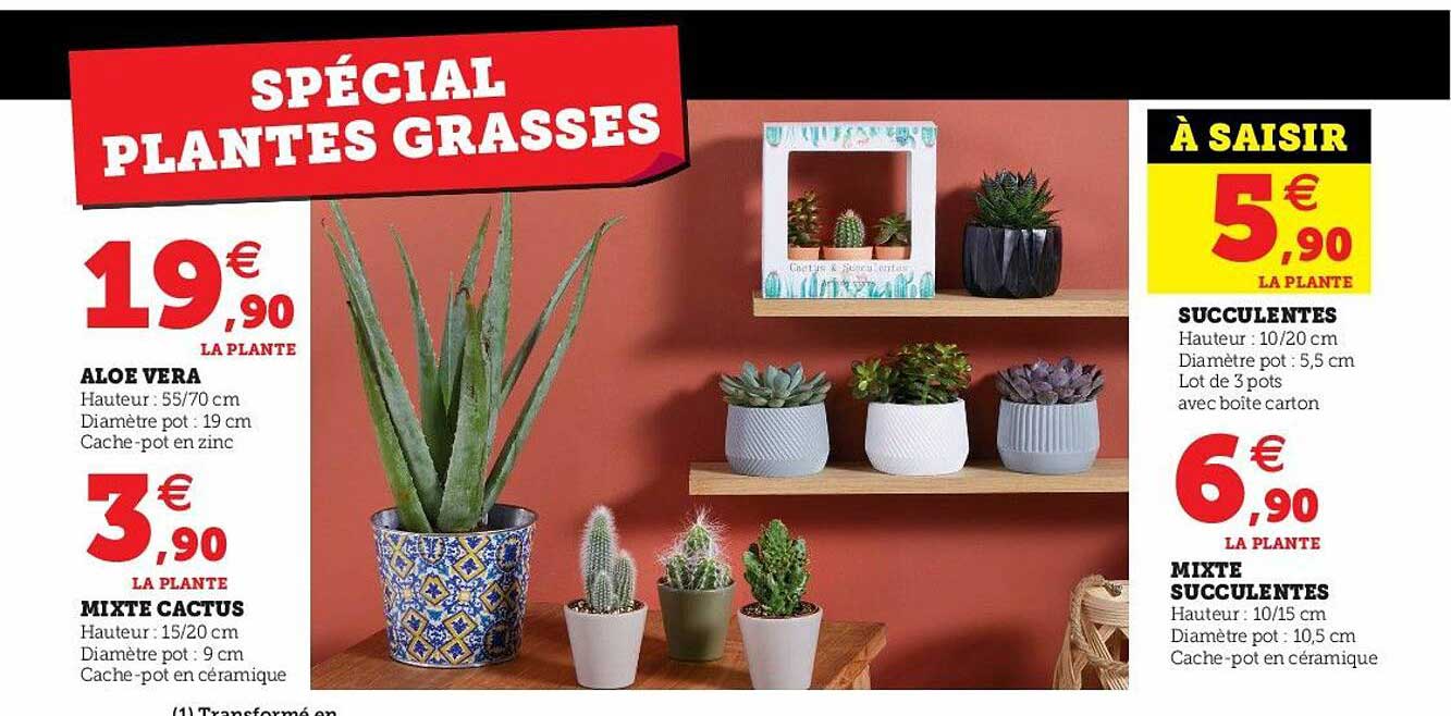 Aloé Véra, Mixte Cactus, Succulentes, Mixte Succulentes