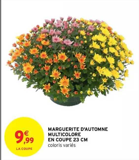 marguerite d'automne multicolore en coupe 23 cm