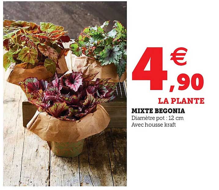 Mixte Begonia