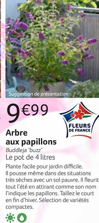 arbre aux papillons buddleja buzz