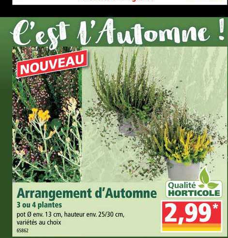 arrangement d'automne 3 ou 4 plantes