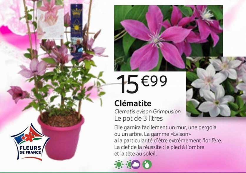 clématite clematis evison grimpusion