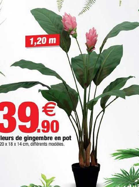 Fleurs De Gingembre En Pot