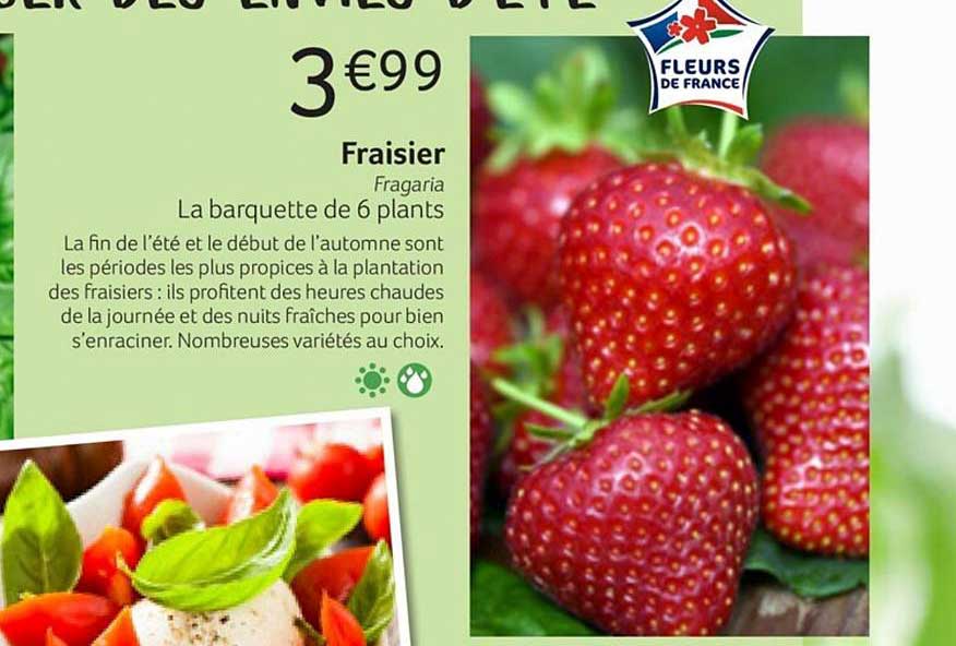 fraisier fragaria