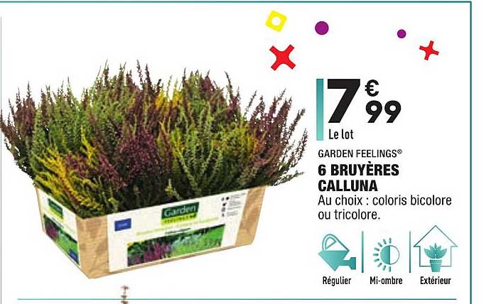 garden feelings 6 bruyères calluna