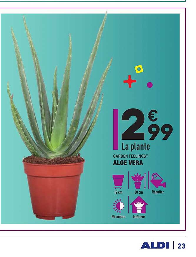 garden feelings aloe vera