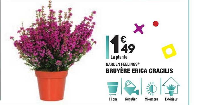 garden feelings bruyère erica gracilis