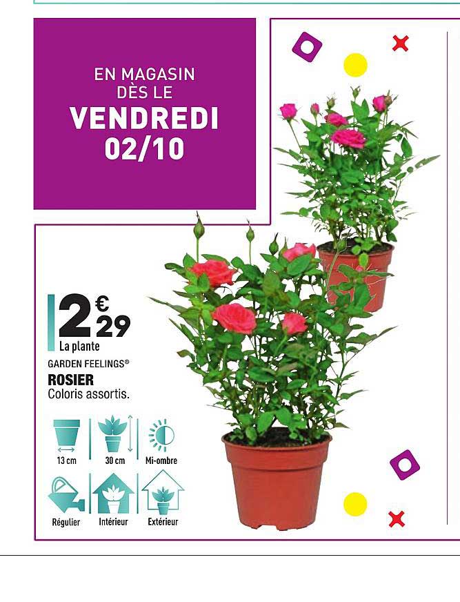 garden feelings rosier