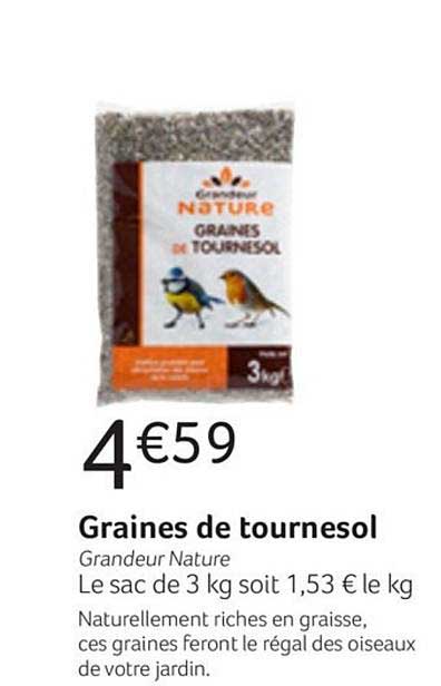 graines de tournesol grandeur nature