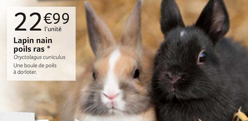 lapin nain poils ras oryctolagus cuniculus