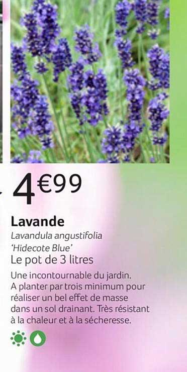 lavande lavandula angustifolia