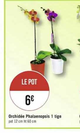 orchidée phalaenopsis 1 tige