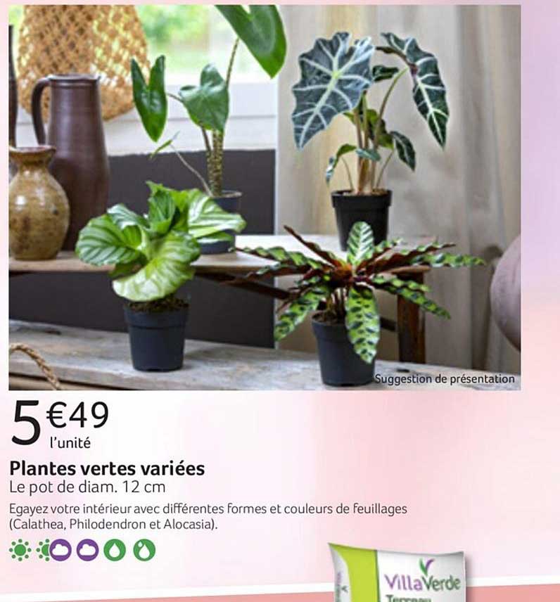 Plantes Vertes Variées