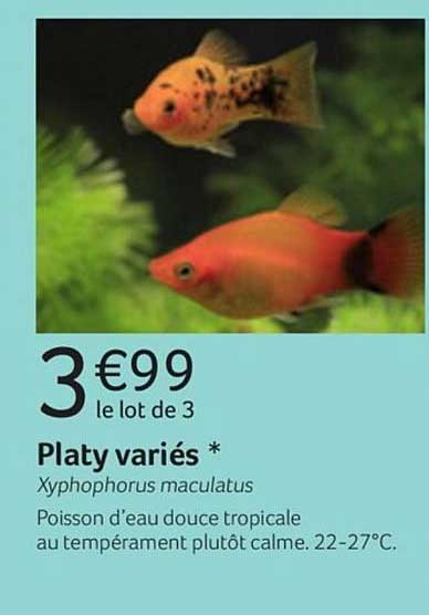 platy variés xyphophorus maculatus