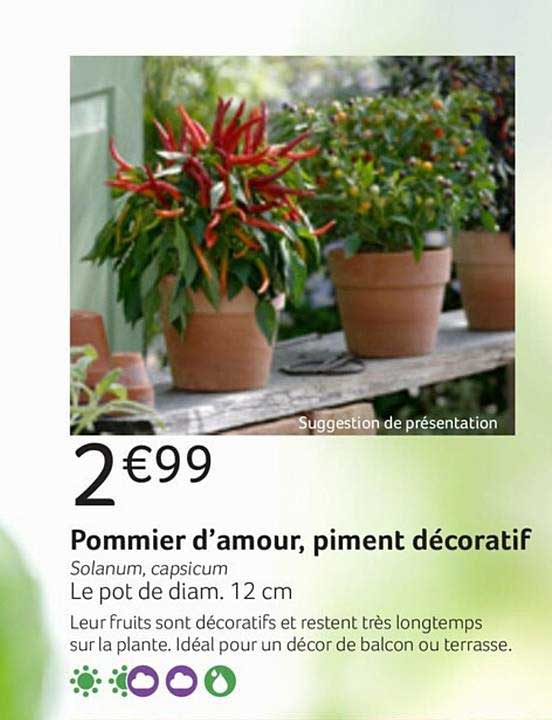 pommier d'amour piment décoratif solanum capsicum
