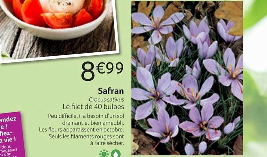 safran crocus sativus