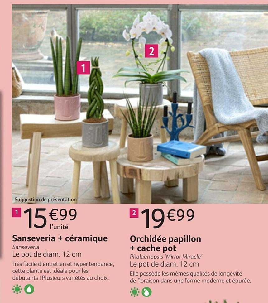 sanseveria + céramique sanseveria orchidée papillon + cache pot phalaenopsis mirror miracle