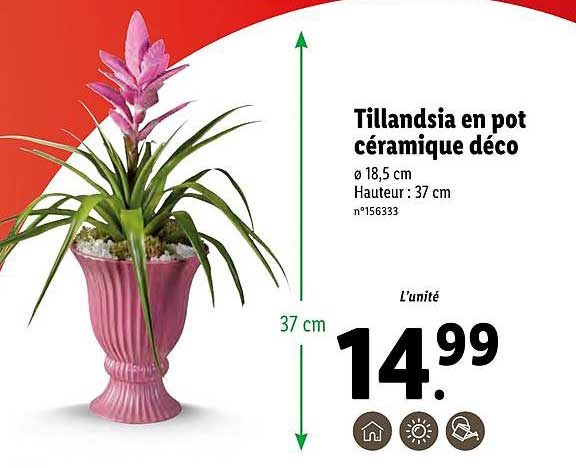 tillandsia en pot céramique déco