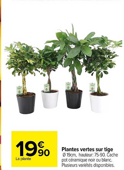 plantes vertes sur tige