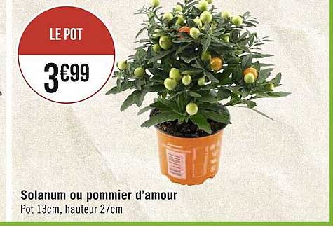 solanum ou pommier d'amour