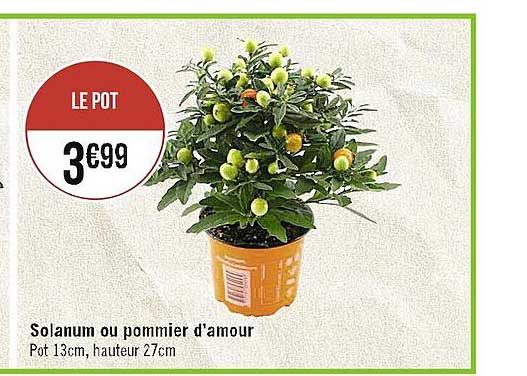 solanum ou pommier d'amour