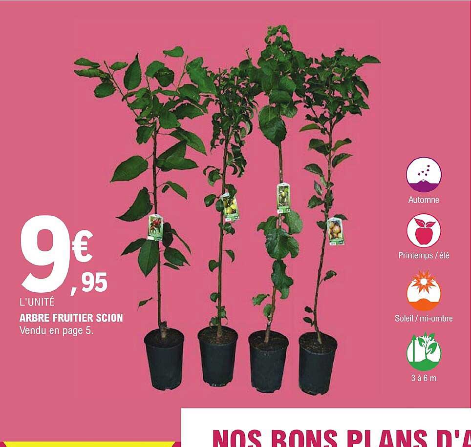 Arbre Fruitier Scion