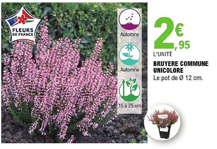 Bruyère Commune Unicolore