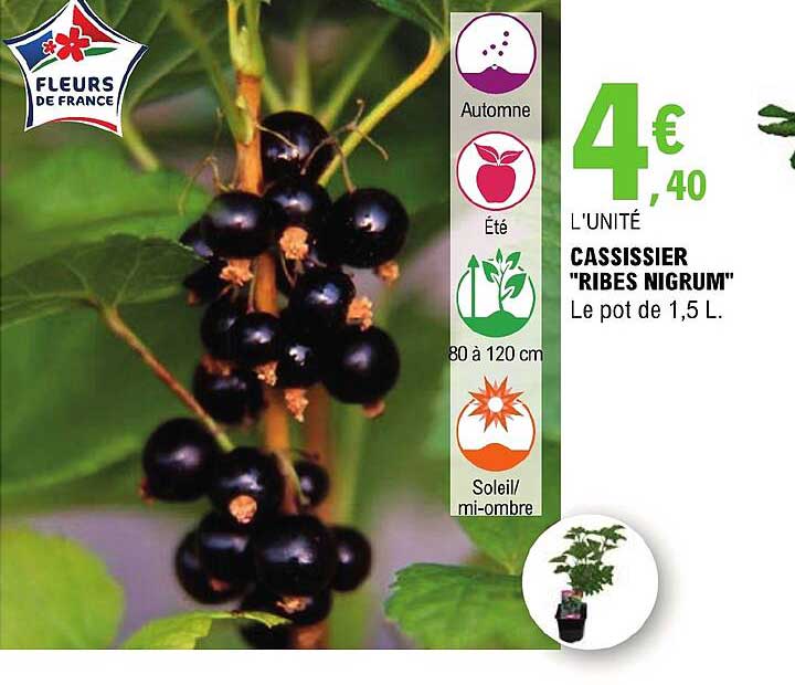 cassissier "ribes nigrum"