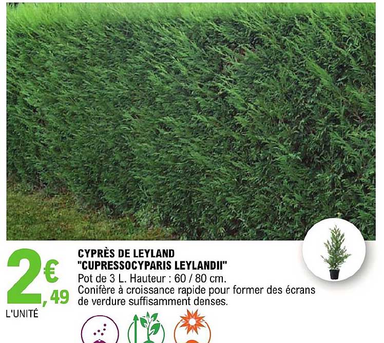 Cyprès De Leyland "cupressocyparis LeylandII"