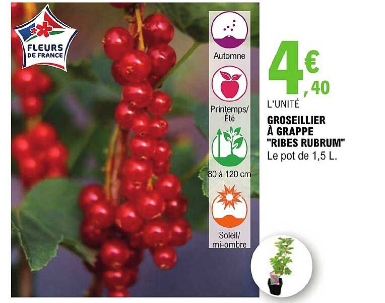 groseillier à grappe "ribes rubrum"