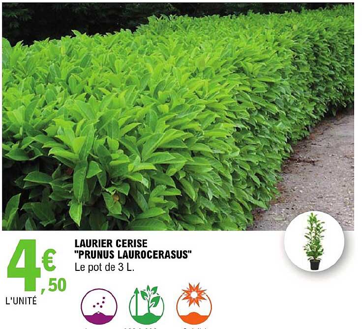 laurier cerise "prunus laurocerasus"