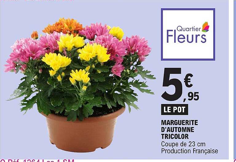 marguerite d'automne tricolore