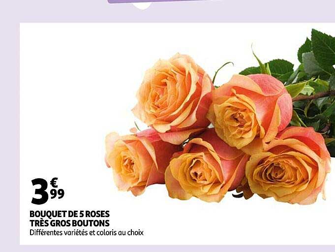 bouquet de 5 roses très gros boutons