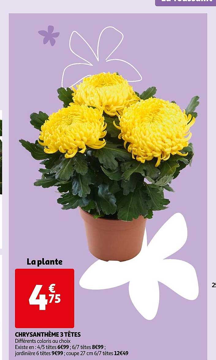 Chrysanthème 3 Têtes