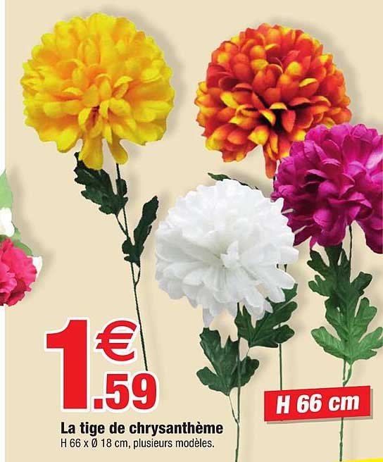 La Tige De Chrysanthème