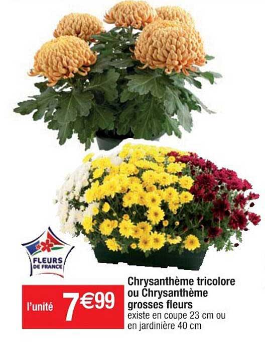 chrysanthème tricolore ou chrysanthème grosses fleurs